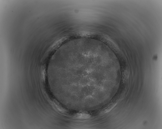 X0000096720644200802121249