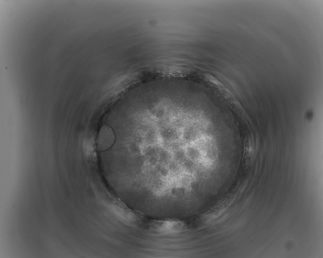 X0000096720663200802121249