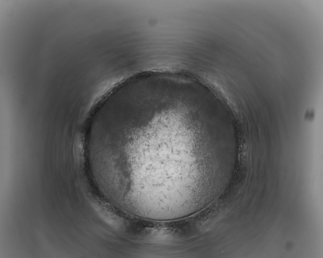 X0000096720688200802121248
