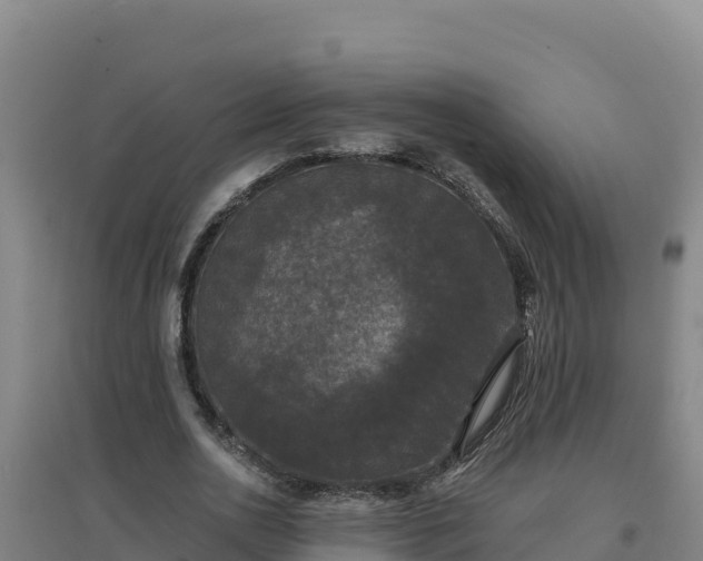 X0000096720726200802121247