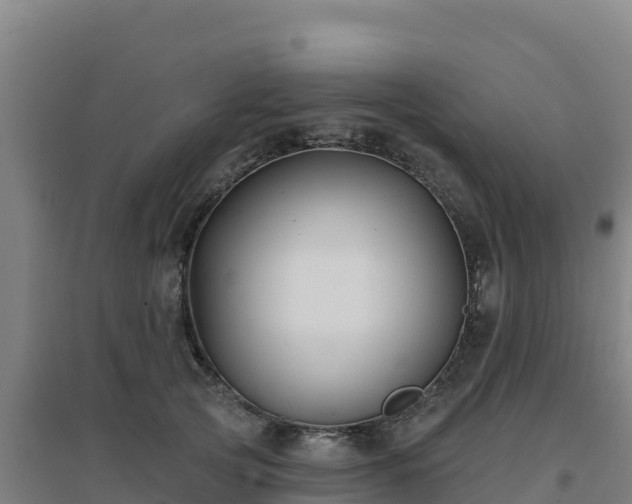 X0000096720753200802121248