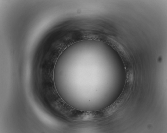 X0000096720764200802121248