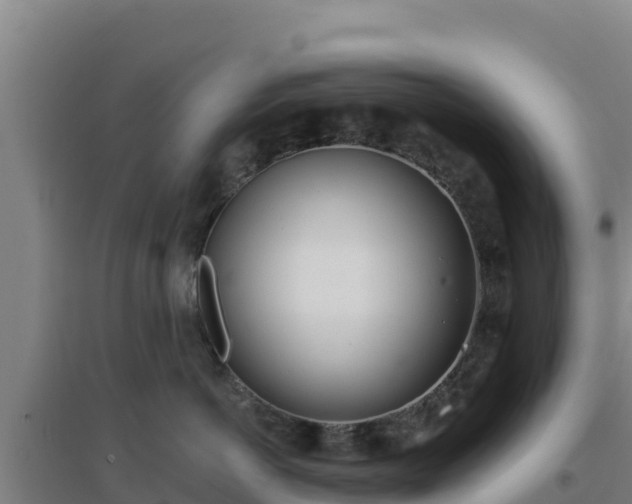 X0000096720766200802121248