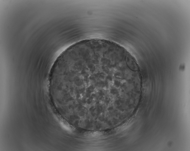 X0000096720879200802121246