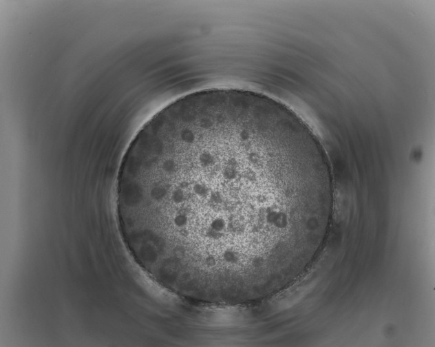 X0000096720895200802121246