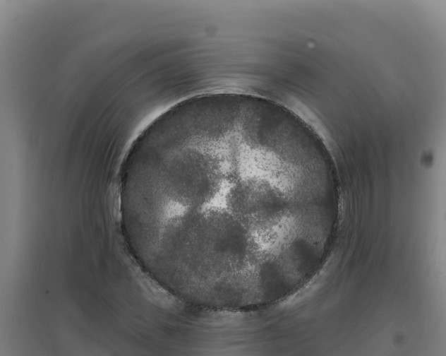 X0000096720925200802121245
