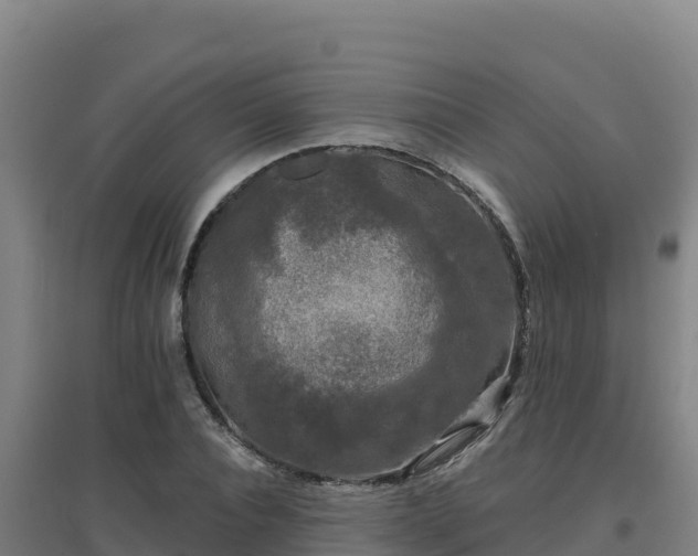 X0000096720928200802121245