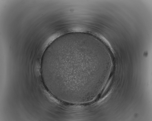 X0000096720930200802121245