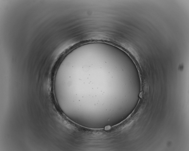 X0000096720979200802121244