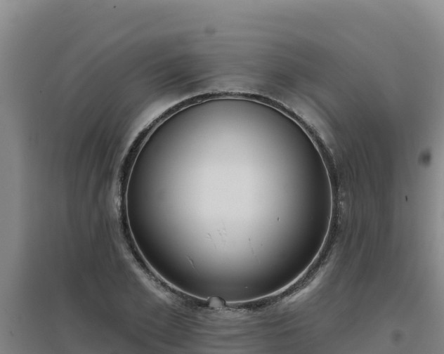 X0000096720981200802121244