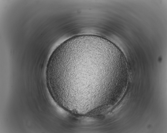 X0000096720995200802121244