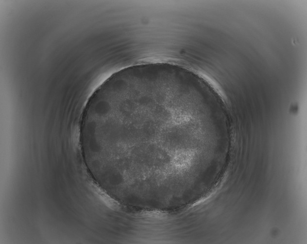 X0000096721023200802121243