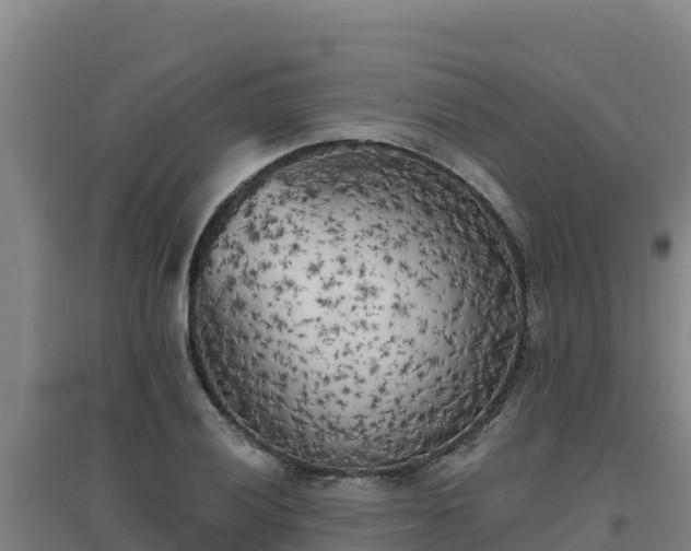 X0000096721028200802121243