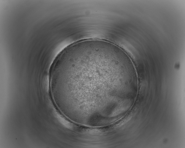 X0000096721079200802121243