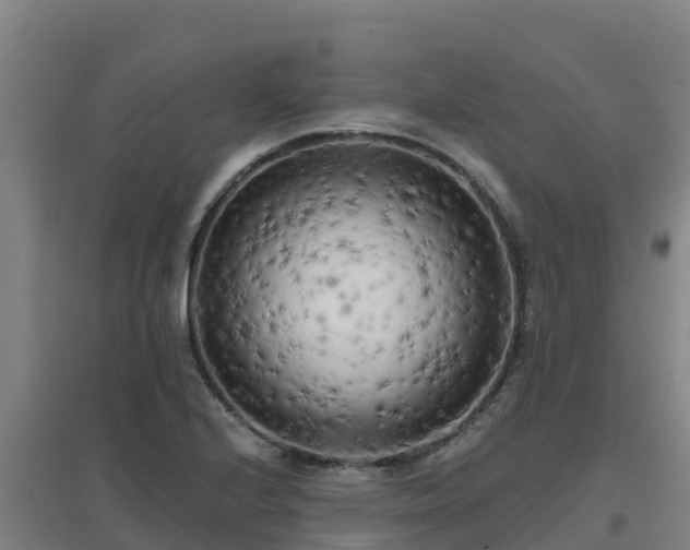 X0000096721224200802121241
