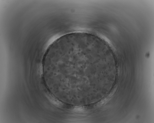 X0000096721267200802121240