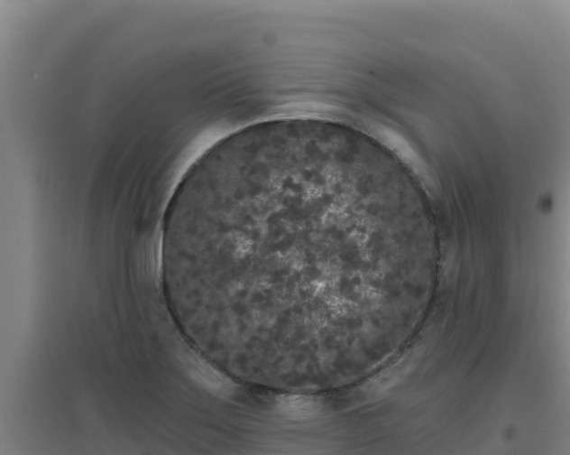 X0000096721275200802121240