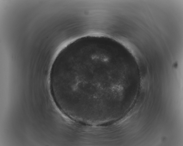 X0000096721327200802121239