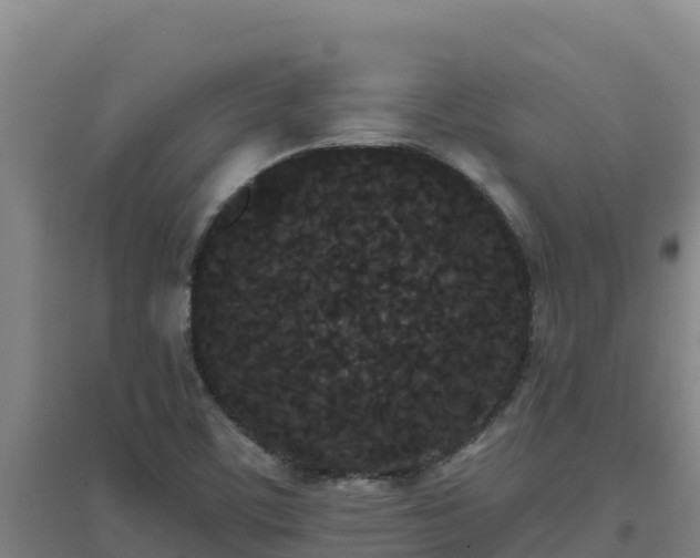 X0000096721459200802121237