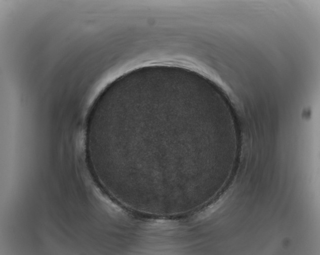 X0000096721506200802121236