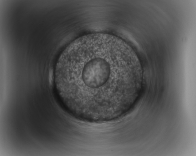 X0000096720024200802191537