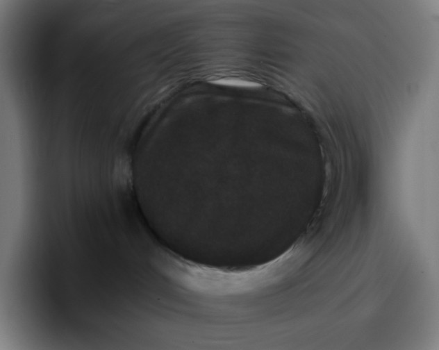 X0000096720048200802191537