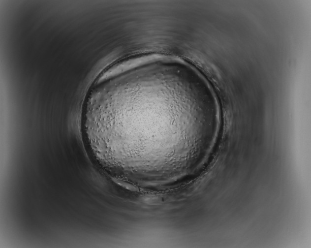 X0000096720051200802191536