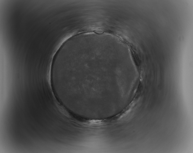 X0000096720052200802191536