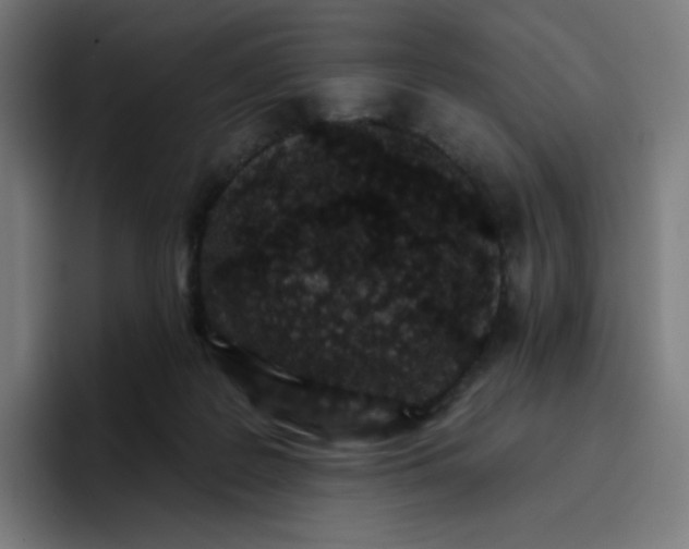 X0000096720219200802191535