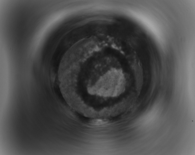 X0000096720239200802191534