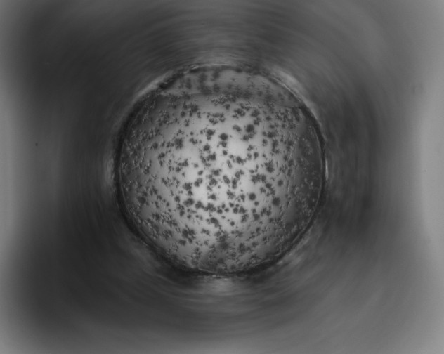 X0000096720249200802191534