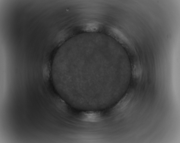 X0000096720370200802191533