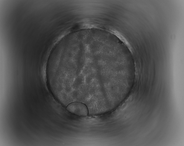 X0000096720386200802191532