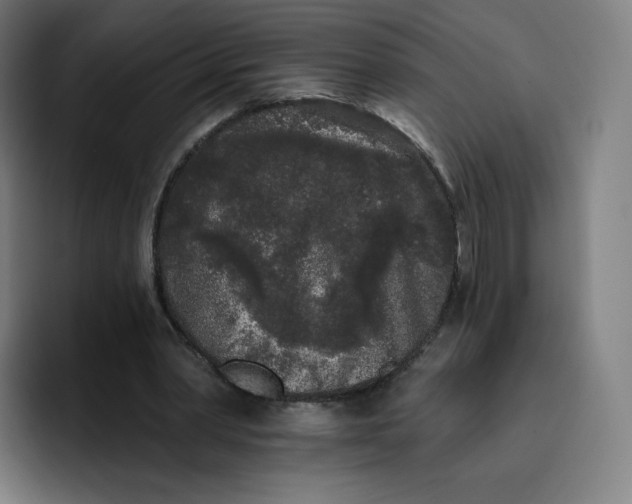 X0000096720390200802191532