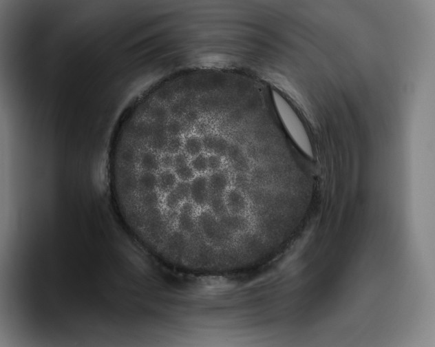 X0000096720392200802191532