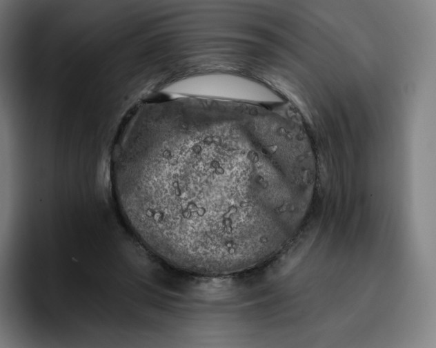 X0000096720398200802191532