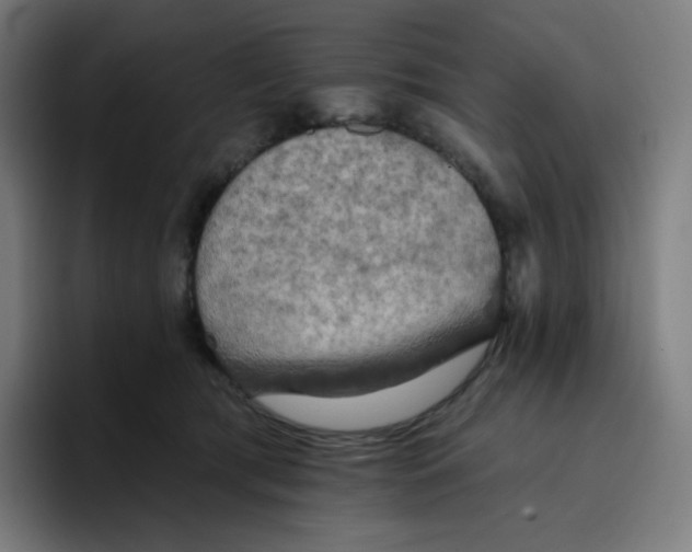 X0000096720417200802191532