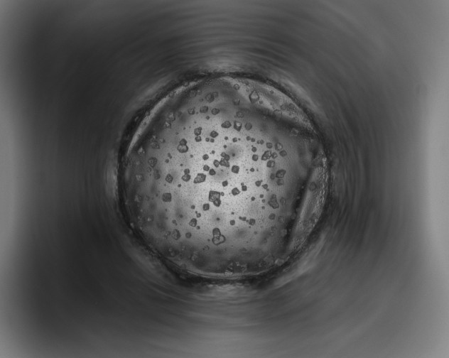 X0000096720446200802191531