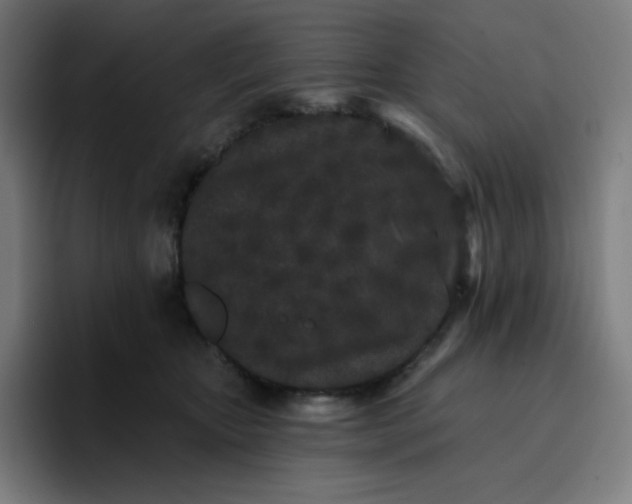 X0000096720467200802191532