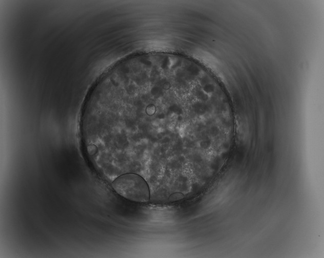 X0000096720487200802191531