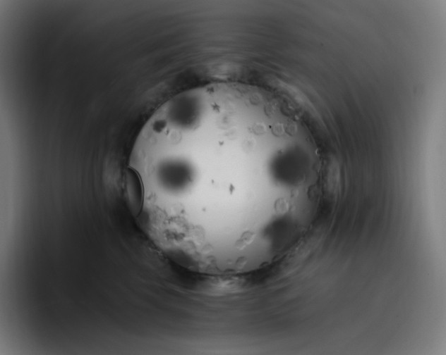 X0000096720569200802191531