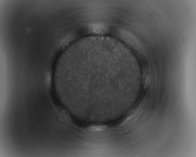 X0000096720595200802191530