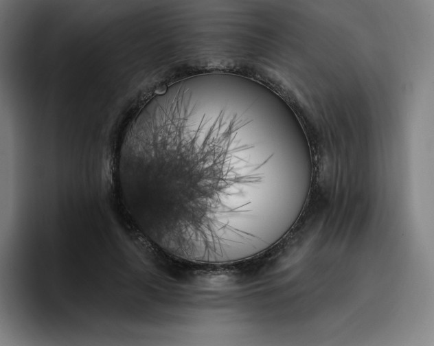 X0000096720643200802191529