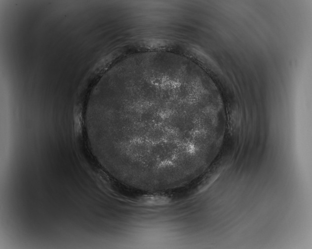 X0000096720644200802191529