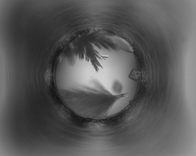 X0000096720648200802191529