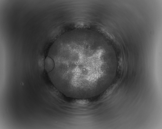 X0000096720659200802191529