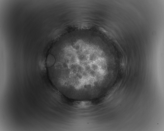 X0000096720663200802191529