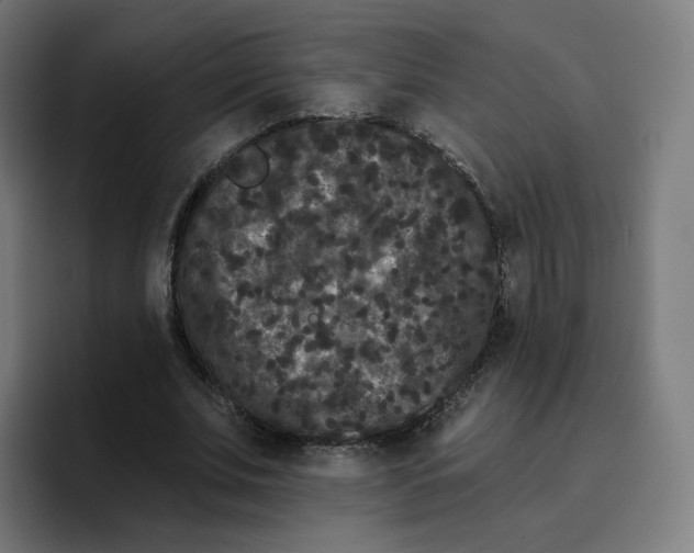 X0000096720679200802191529