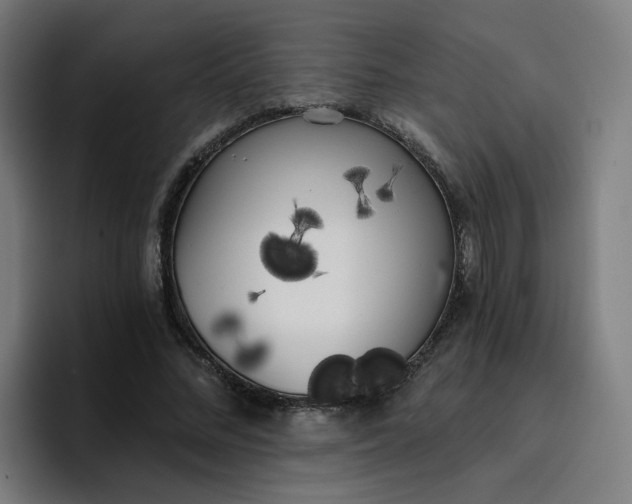 X0000096720684200802191529