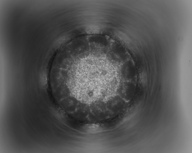 X0000096720687200802191529